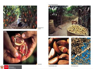 Bosques de Producción Permanente