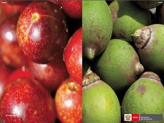 Bosques de Producción Permanente