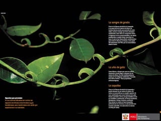 Bosques de Producción Permanente