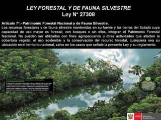 Bosques de Producción Permanente