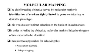 MOLECULAR MAPPING
The chief breeding objective served by molecular marker is
identification of markers tightly linked to genes contributing to
desirable phenotype.
This would allow indirect selection on the basis of linked markers.
In order to realize the objective, molecular markers linked to the gene
of interest need to be identified.
There are two approaches for achieving this:
Association mapping
Linkage mapping
 