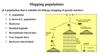Mapping populations
 A population that is suitable for linkage mapping of genetic markers.
 F2 population
 F2 derived F3 population
 Backcross
 Doubled haploids
 Recombinant inbred lines
 Near isogenic lines
 Backcross inbred lined
 