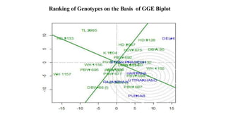 Ranking of Genotypes on the Basis of GGE Biplot
 