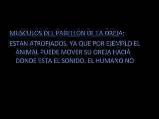 MUSCULOS DEL PABELLON DE LA OREJA: ESTAN ATROFIADOS. YA QUE POR EJEMPLO EL ANIMAL PUEDE MOVER SU OREJA HACIA DONDE ESTA EL SONIDO. EL HUMANO NO 
