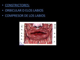 CONSTRICTORES: ORBICULAR D ELOS LABIOS COMPRESOR DE LOS LABIOS 