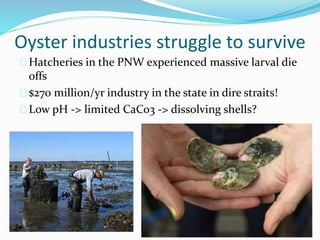 Oyster industries struggle to survive
Hatcheries in the PNW experienced massive larval die
offs
$270 million/yr industry in the state in dire straits!
Low pH -> limited CaCo3 -> dissolving shells?
 