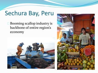 Sechura Bay, Peru
Booming scallop industry is
backbone of entire region’s
economy
 