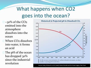 What happens when CO2
goes into the ocean?
~30% of the CO2
emitted into the
atmosphere
dissolves into the
ocean
When CO2 dissolves
into water, it forms
an acid
The pH of the ocean
has dropped 30%
since the industrial
revolution
 