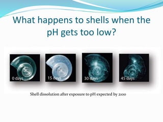 What happens to shells when the
pH gets too low?
Shell dissolution after exposure to pH expected by 2100
 