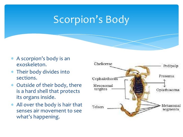 All About Scorpions