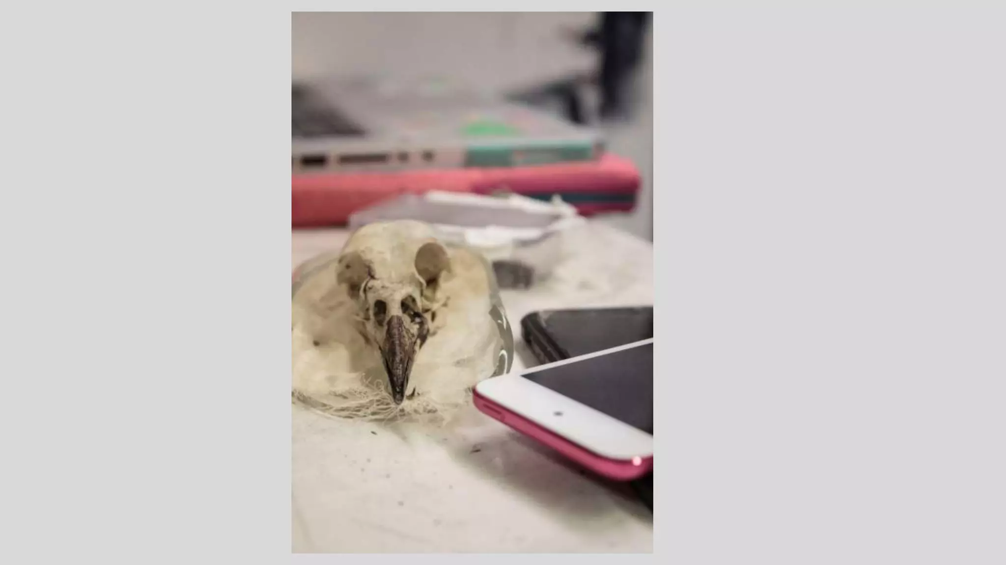 Alexis Supplee's Senior Studio