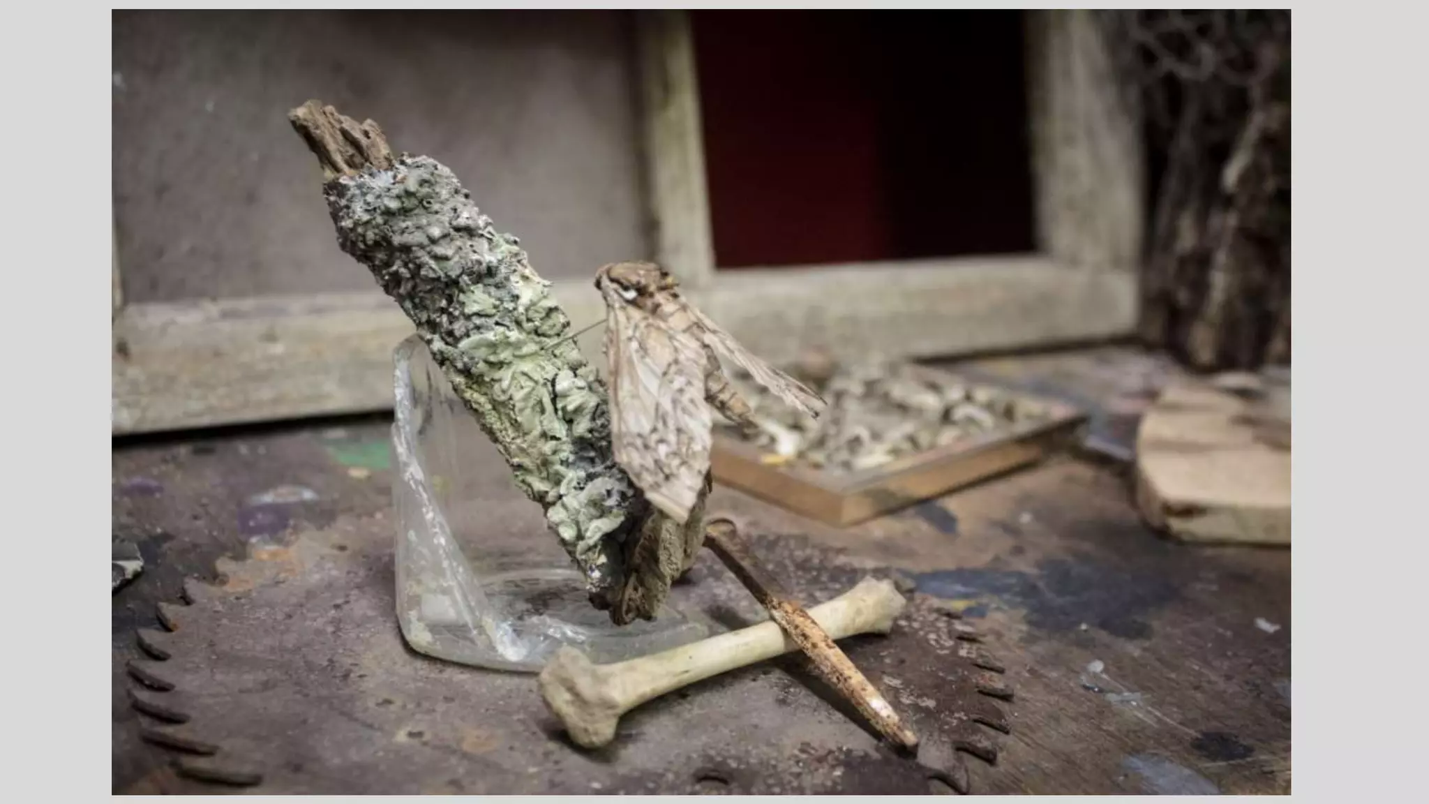 Alexis Supplee's Senior Studio