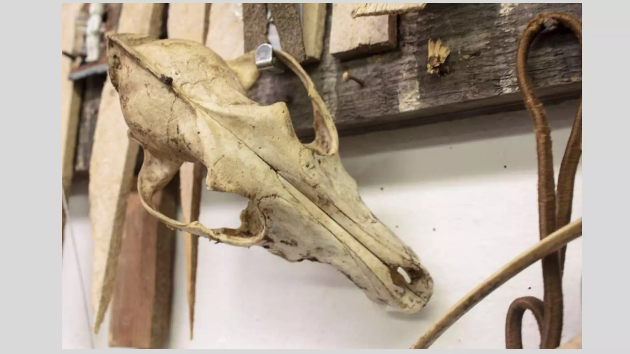 Alexis Supplee's Senior Studio