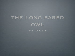 the long eared
     owl
    b y   a l e x
 