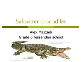 Saltwater crocodiles Alex Mazzadi Grade 6 fessenden school 