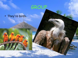 GROUP 
• They’re birds. 
 