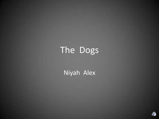 The Dogs

Niyah Alex
 