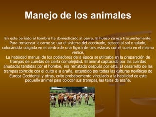 Manejo de los animales

  En este período el hombre ha domesticado al perro. El hueso se usa frecuentemente.
     Para conservar la carne se usa el sistema del acecinado, secado al sol o salado,
colocándola colgada en el centro de una figura de tres estacas con el suelo en el mismo
                                          vértice.
   La habilidad manual de los pobladores de la época se utilizaba en la preparación de
     trampas de cuerdas de cierta complejidad. El animal capturado por las cuerdas
 anudadas tendidas por el hombre, era rematado después por este. El desarrollo de las
 trampas coincide con el culto a la araña, extendido por todas las culturas neolíticas de
     Europa Occidental y otras, culto probablemente vinculado a la habilidad de este
              pequeño animal para colocar sus trampas, las telas de araña.
 
