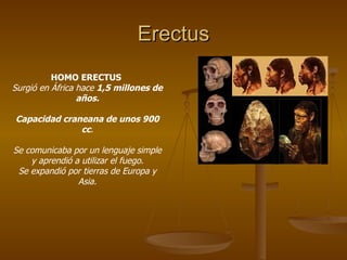 Erectus
          HOMO ERECTUS
Surgió en África hace 1,5 millones de
                 años.

Capacidad craneana de unos 900
              cc.

Se comunicaba por un lenguaje simple
    y aprendió a utilizar el fuego.
 Se expandió por tierras de Europa y
                Asia.
 