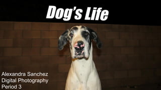 Dog’s Life
Alexandra Sanchez
Digital Photography
Period 3
 
