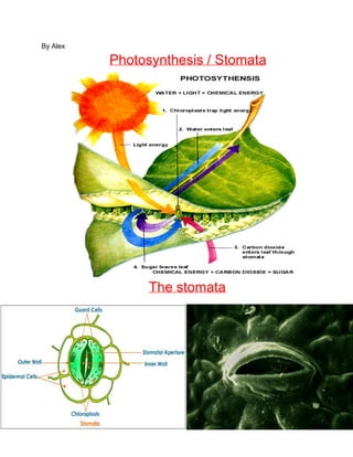 By Alex

Photosynthesis / Stomata

The stomata

 