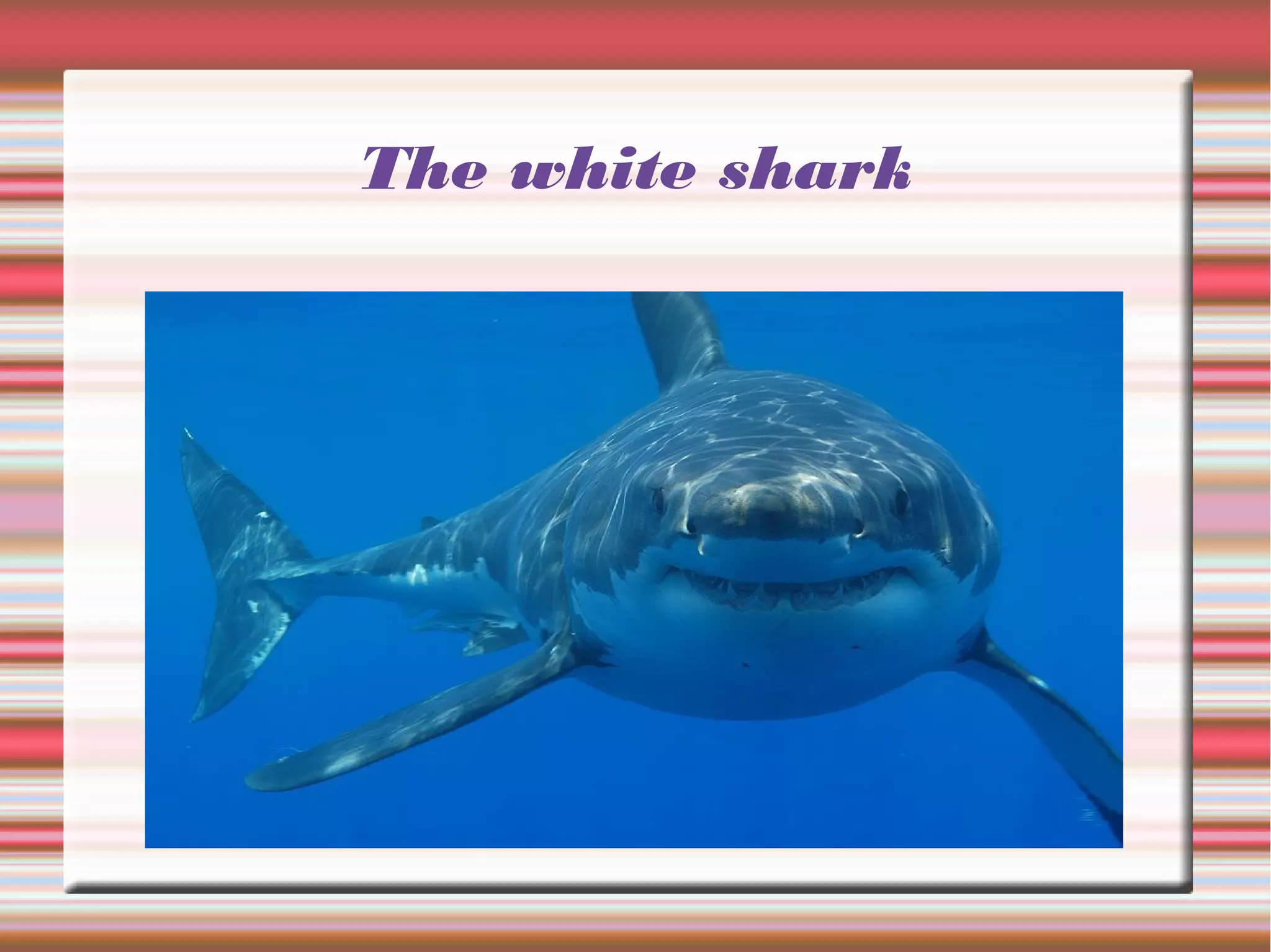 The white shark
 