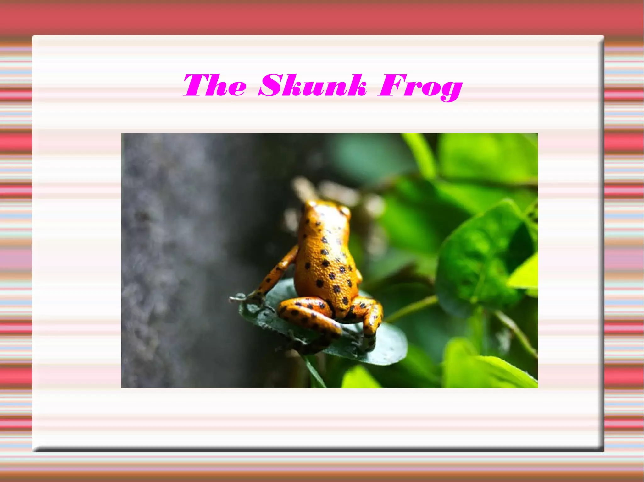 The Skunk Frog
 