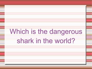 Which is the dangerous
shark in the world?
 