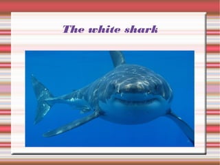 The white shark
 