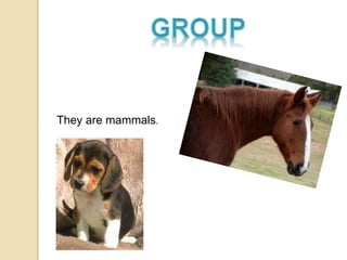 They are mammals.
 