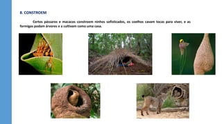 8. CONSTROEM
Certos pássaros e macacos constroem ninhos sofisticados, os coelhos cavam tocas para viver, e as
formigas podam árvores e a cultivam como uma casa.
 