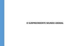 O SURPREENDENTE MUNDO ANIMAL
 