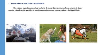 1. PARTICIPAM DE PROCESSOS DE APRENDEM
Um macaco japonês descobriu o conforto de tomar banho em uma fonte natural de água
quente, e desde então a prática se espalhou completamente entre a espécie e é vista até hoje.
 