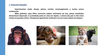 2. POSSUEM EMOÇÕES
Experimentam medo, desejo, pânico, carinho, constrangimento e muitos outros
sentimentos.
Mães golfinhos cujos filhos morreram exibem sofrimento de luto, polvos entediados
demonstram depressão. A curiosidade pode ser vista em répteis, e ciúmes dos pais é visto entre
irmãos em grandes símios. Chimpanzés igualmente confortam uns aos outros depois de ataques
 