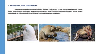4. PRODUZEM E USAM FERRAMENTAS
Chimpanzés usam pedras como martelos e bigornas e lanças para a caça, gorilas usam bengalas, corvos
fazem seus próprios brinquedos, gaivotas usam isca para peixe, golfinhos usam escudos para pescar, polvos
usam cascas de coco como abrigo, e elefantes fazem vasos de água para beber.
 