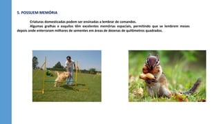 5. POSSUEM MEMÓRIA
Criaturas domesticadas podem ser ensinadas a lembrar de comandos.
Algumas gralhas e esquilos têm excelentes memórias espaciais, permitindo que se lembrem meses
depois onde enterraram milhares de sementes em áreas de dezenas de quilômetros quadrados.
 