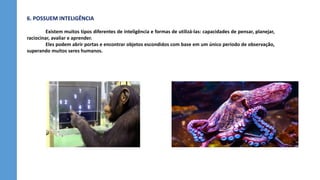 6. POSSUEM INTELIGÊNCIA
Existem muitos tipos diferentes de inteligência e formas de utilizá-las: capacidades de pensar, planejar,
raciocinar, avaliar e aprender.
Eles podem abrir portas e encontrar objetos escondidos com base em um único período de observação,
superando muitos seres humanos.
 