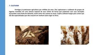 7. CULTIVAM
Formigas já praticavam agricultura por milhões de anos. Elas capturavam e cuidavam de grupos de
lagartas mantidas em uma câmara especial de seus ninhos de forma que pudessem usar suas excreções
açucaradas como fonte de alimento, assim como nós usamos as vacas. Cupins cultivam fungos para comer que
são tão especializados que não crescem em nenhum outro lugar na Terra.
 