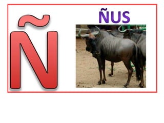 ÑÑUS