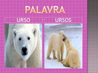 URSO   URSOS
 