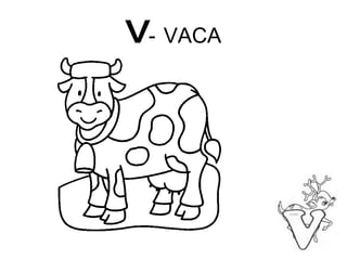 V -   VACA 