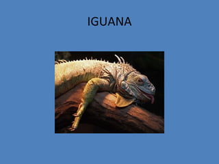 IGUANA
 