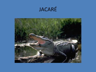 JACARÉ
 
