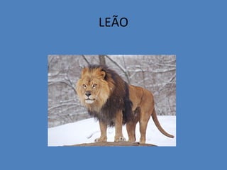 LEÃO
 
