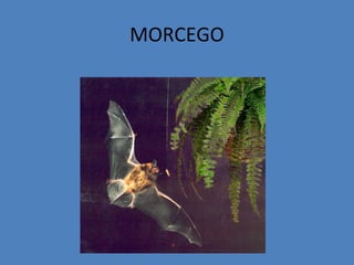 MORCEGO
 
