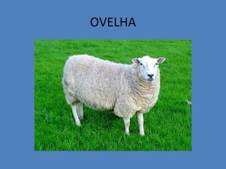 OVELHA
 