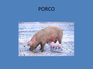 PORCO
 