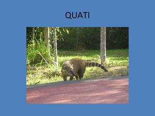 QUATI
 