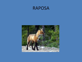 RAPOSA
 
