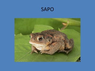SAPO
 